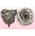 ΤΡΙΑΝΤΑΦΥΛΛΑ "ΑΠΟΧΥΜΩΜΕΝΑ¨" ΑΣΙΜΗ ROSEN  PRESERVED SILVER